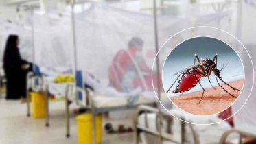 ডেঙ্গুতে ২৪ ঘণ্টায় ৭ জনের মৃত্যু, হাসপাতালে ভর্তি ৫৬৭