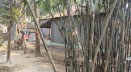 ধামরাইয়ে স্বামীকে গাছের সঙ্গে বেঁধে গৃহবধূ ধর্ষণ: কী ঘটেছিল সেখানে