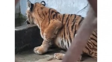 সুস্থ হয়ে উঠছে সুন্দরবনে ফাঁদে আটকে পড়া বাঘটি