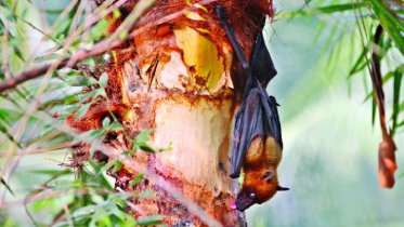 উদ্বেগের কারণ হচ্ছে নিপাহ ভাইরাস, ‘অনিরাপদ’ খেজুরের রসে বাড়ছে ঝুঁকি